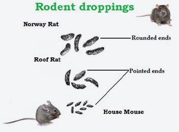 abc_rodent_droppings